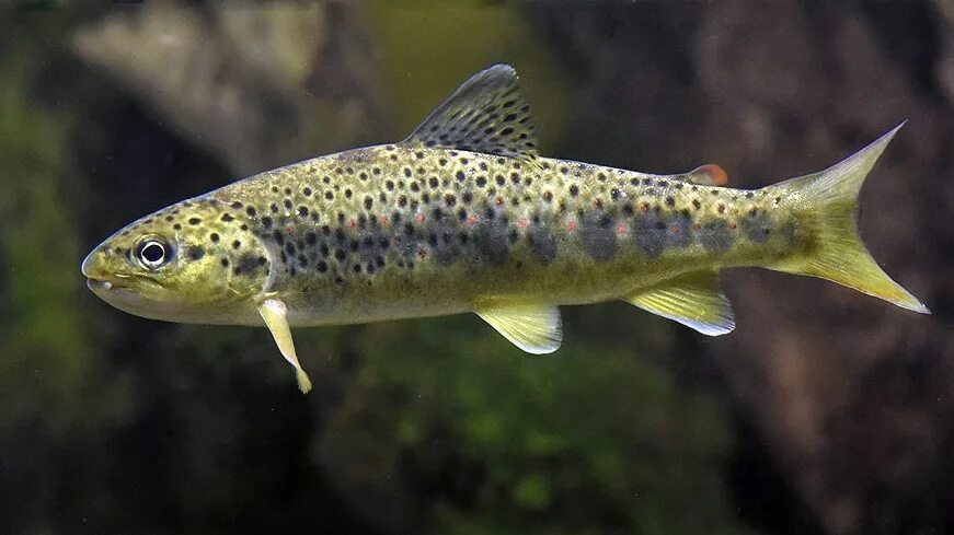 Рыба ала. Каспийская кумжа. Аральская кумжа. Балтийская кумжа. Salmo trutta trutta.