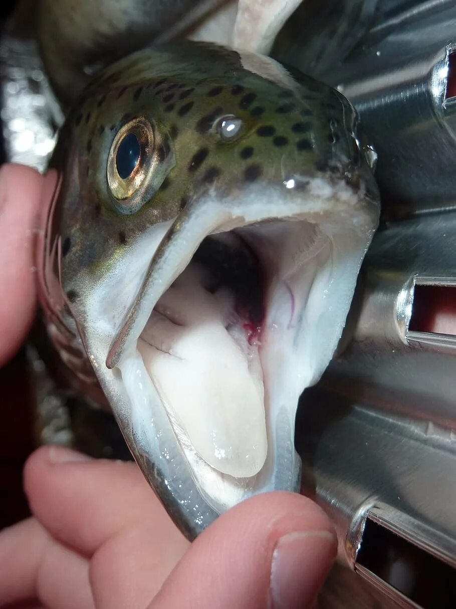 Какой рот у рыб. Рыба форель. Форель зубы. Рыба с открытым ртом.