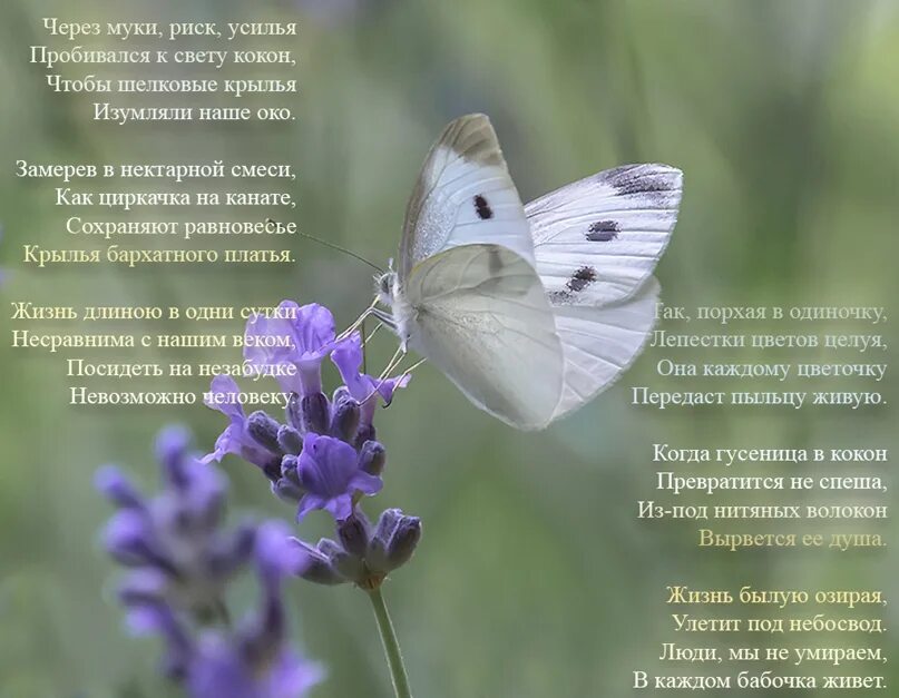 Стих про бабочку. Бабочки порхают стихи. Бабочка Гафт стихотворение. Через муки риск усилья пробивался к свету. Сквозь муки долгих ожиданий текст