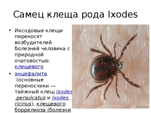 Иксодовые клещи заболевание. Таежный клещ, Ixodes persulcatus. Клещей рода Ixodes. Таежный клещ, Ixodes persulcatus самец. Иксодовые клещи переносчики.