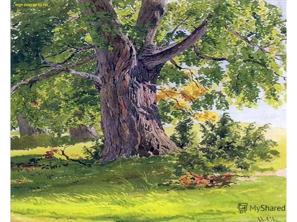 панский дуб белгородская область. лиепусальский дуб. дуб черешчатый раскидистая крона. слово дуб. аи дубом дубом дубом.