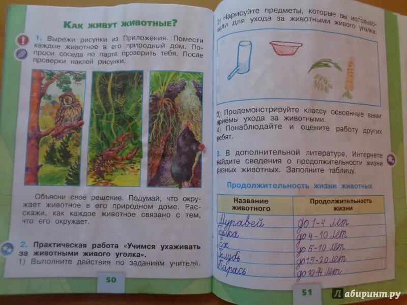 Окр мир стр 49. Пррдолжительностьжизни животных 1 класс. Продолжительность жизни животных 1 класс. Продолжительность жизни животных 1 класс окружающий. Окружающий мир 1 класс.