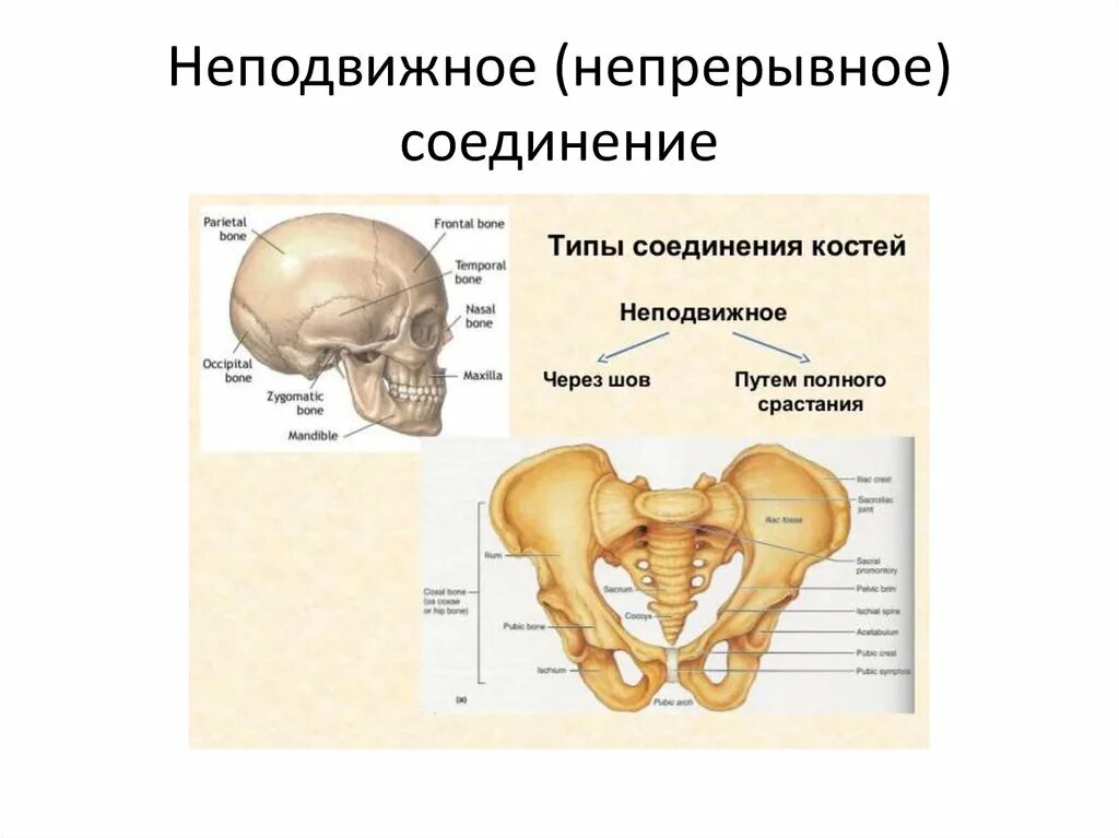 Неподвижное соединение. Неподвижное соединение костей. Неподвижно соединены кости. Анатомия неподвижные соединения.