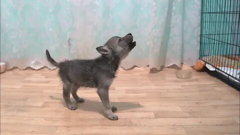 Вой кутят