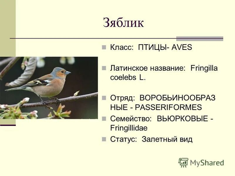 Класс птицы Aves. Строение птицы Зяблик. Презентация о зяблике для детей.