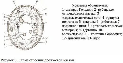 Дрожжевая клетка