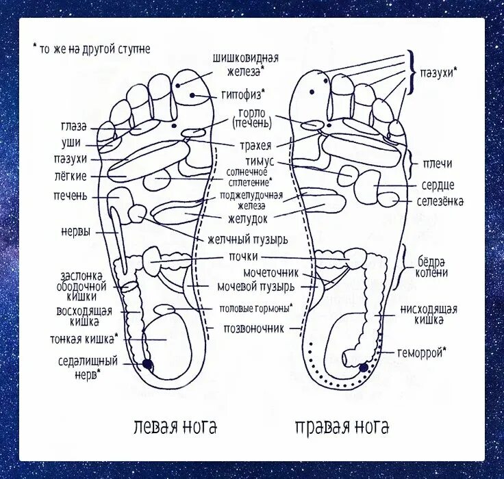 Активные точки стопы акупунктура. Схема органов на подошве стопы. Акупунктурные точки на голени. Схема акупунктурных точек стопы человека. Точки на подошве ног