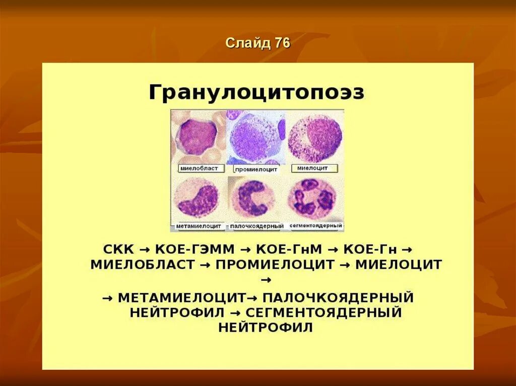 Метамиелоциты. Миелоциты промиелоциты метамиелоциты. нейтрофильный гранулоцитопоэз. гранулоцитопоэз эозинофильный. лейкоциты гранулоциты гранулоцитопоэз.
