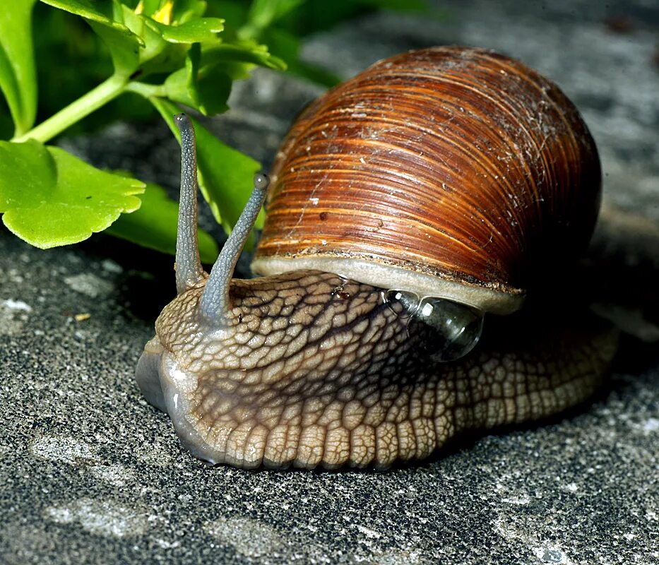 Г виноградная улитка. Helix pomatia Виноградная улитка. Виноградная улитка съедобная. Виноградная улитка Хеликс из Натали. Породы съедобных улиток.