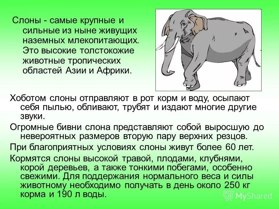 Слоников краткое. Описание слона. Слон : рассказы. Рассказать про слона. Рассказ о слонах.