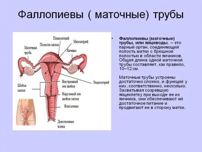 Фаллопиевы трубы это. Строение маточных труб у женщин. анатомические части маточной трубы. маточные трубы анатомия строение и функции. укажите составные части маточной трубы:.