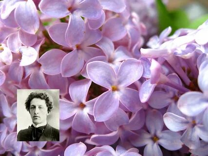 Покажи цветок сирени