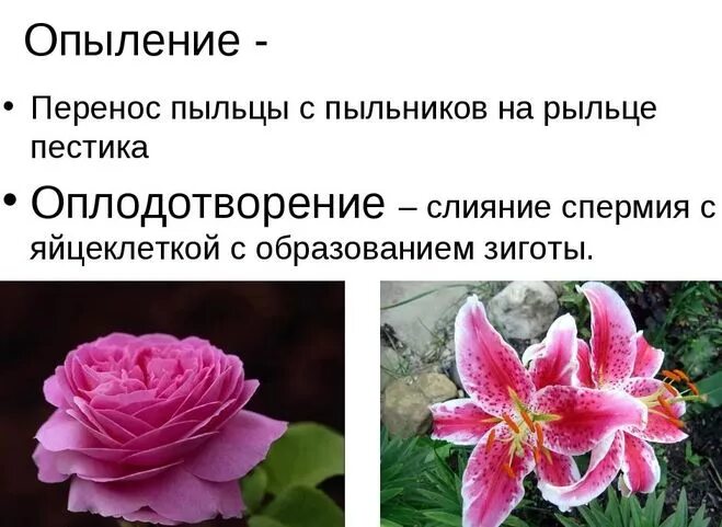 Опыление и оплодотворение цветковых растений. Цветение и опыление. Опыление строение. Строение цветка опыление оплодотворение. Какой процесс следует за опылением