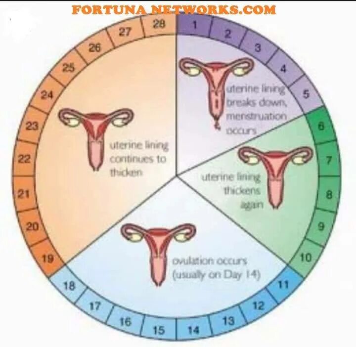 Правильный цикл. Первый день менструационного цикла. Женский цикл и фертильность. Фертильные и нефертильные дни менструального цикла. Фертильная фаза менструационного цикла.