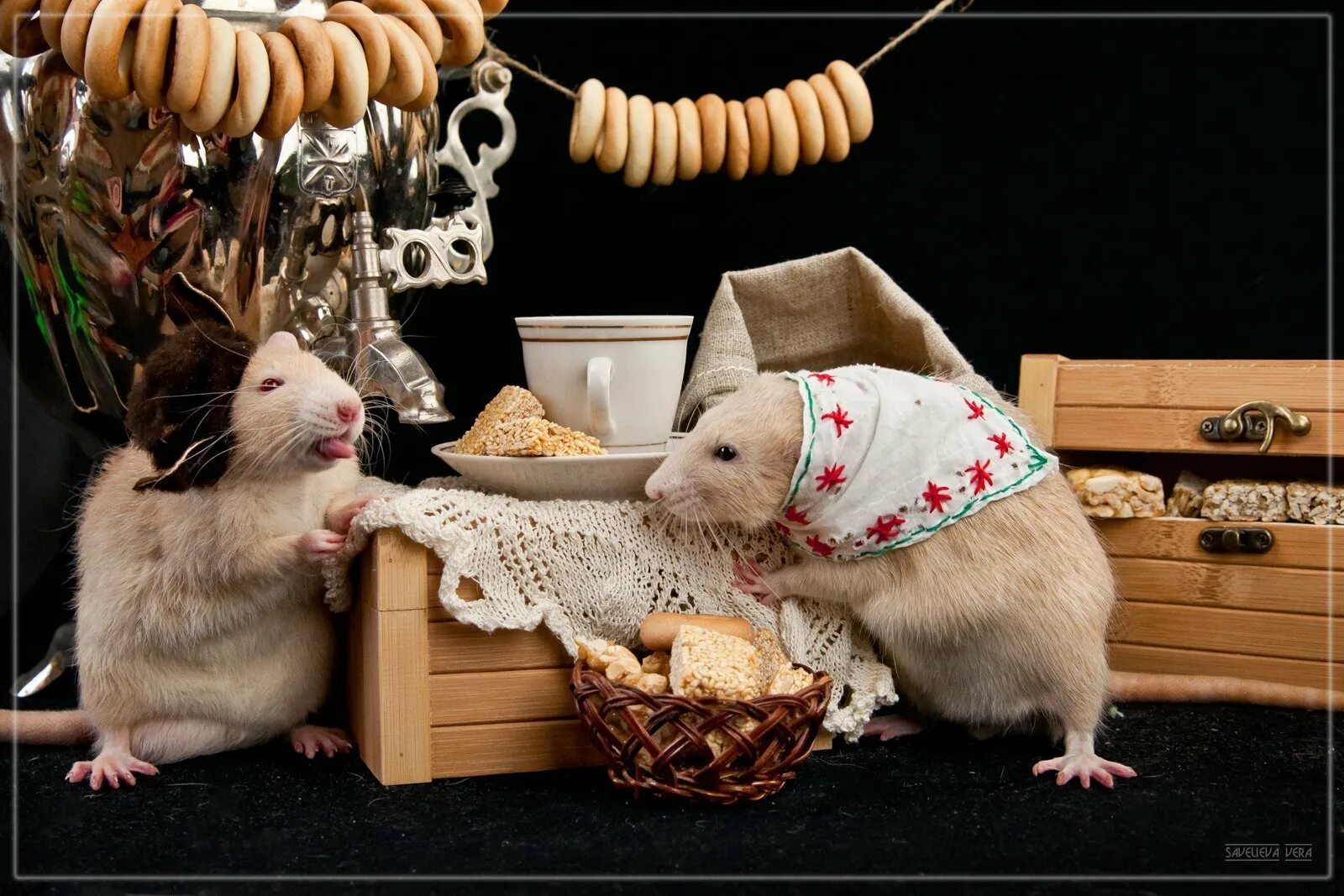 Мыши рабочий стол. Фотосессия с крысами. Забавные крысы. Милые мышки. Крыски декоративные.