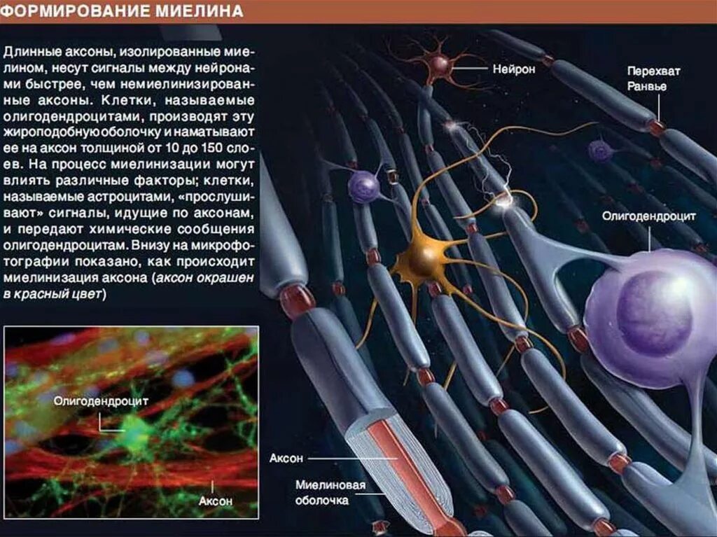 Миелиновая оболочка функции. Миелиновая оболочка аксона. Аксон миелиновая оболочка. Строение миелиновой оболочки.