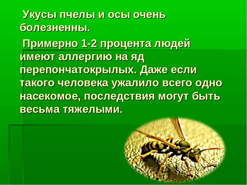 Как избежать укусов ос. Опасные насекомые для человека. Сообщение о ядовитых насекомых. Опасные пчелы.