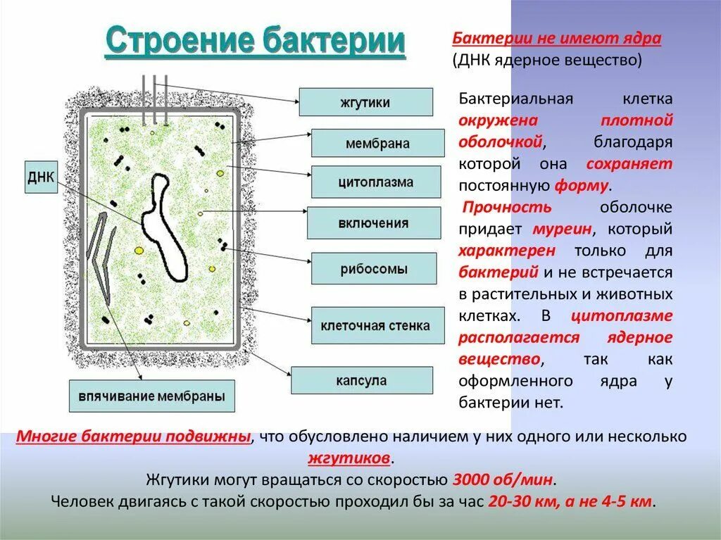 Строение бактерий виды. Схема строения бактериальной клетки микробиология. поверхностные структуры бактериальной клетки микробиология. рисунок строение бактериальной клетки размножение. формы бактерий и строение бактериальной клетки.