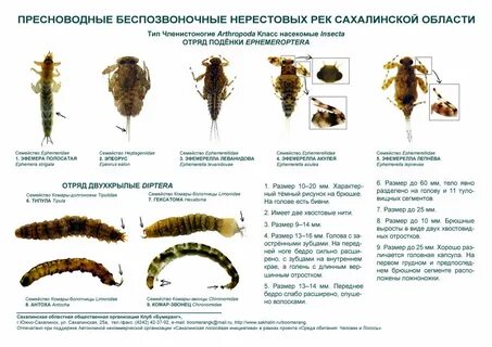 Группы беспозвоночных которые населяют пресные водоемы
