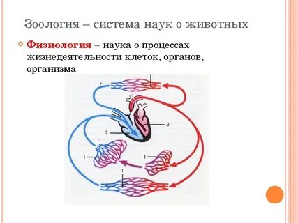 4 науки о животных