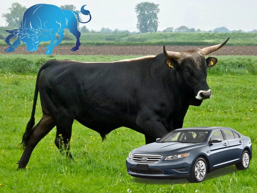 Бык на какой машине. Машина бык. Бык на авто. Марка авто с быком. Марка машины похожая на быка.