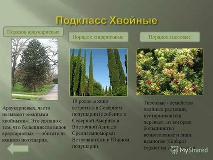 Вечнозеленые реже листопадные кустарники и деревья