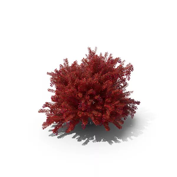 барбарис тунберга атропурпуреа зимой. барбарис тунберга "атропурпурея". модель барбарис. бересклет крылатый куст. модель барбарис.