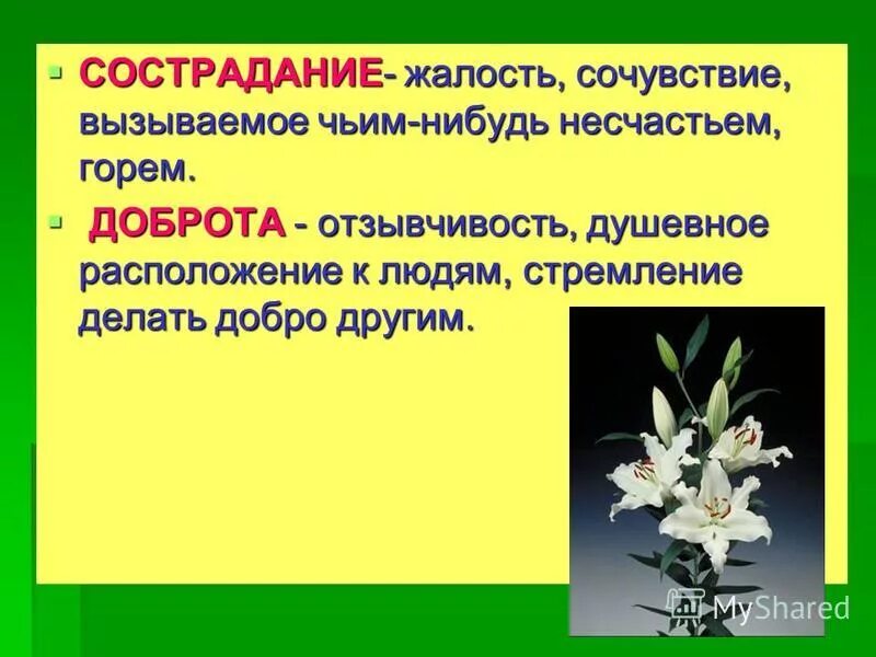 Сочувствие горю 11 букв. Цветок сострадание. герой вызывающий сочувствие. жалость сочувствие вызываемое несчастьем другого человека. рисунок вызывающий сочувствие 4 класс.