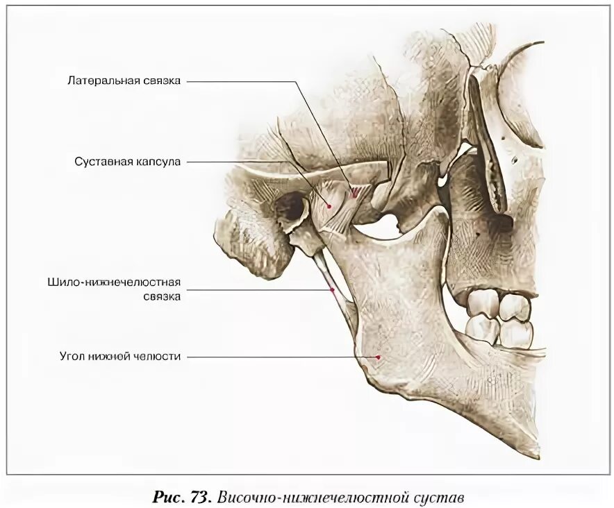 Соединение нижнечелюстной и височных костей. Нижнечелюстная ямка ВНЧС. Соединение костей черепа: швы, височно – нижнечелюстной сустав.. Височно-нижнечелюстной сустав соединяется черепа анатомия.