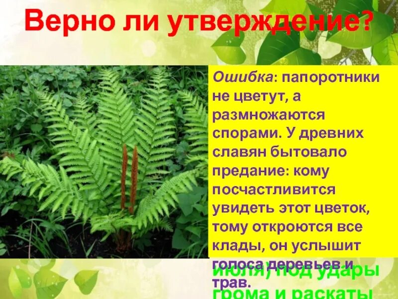 Верные утверждения о папоротнике. Папоротник ошибки. Верны ли следующие утверждения о папоротникообразных. Где на карте Огненный папоротник.