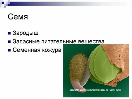 Зародыш с запасом питательных