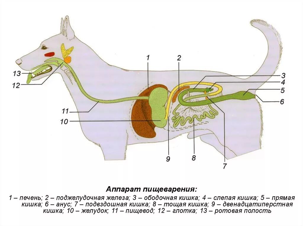 Где у собаки железы. Схема расположения органов пищеварения собаки. Поджелудочная железа собаки анатомия. Схема органов пищеварительной системы у собаки. Схема пищеварительного аппарата коровы.