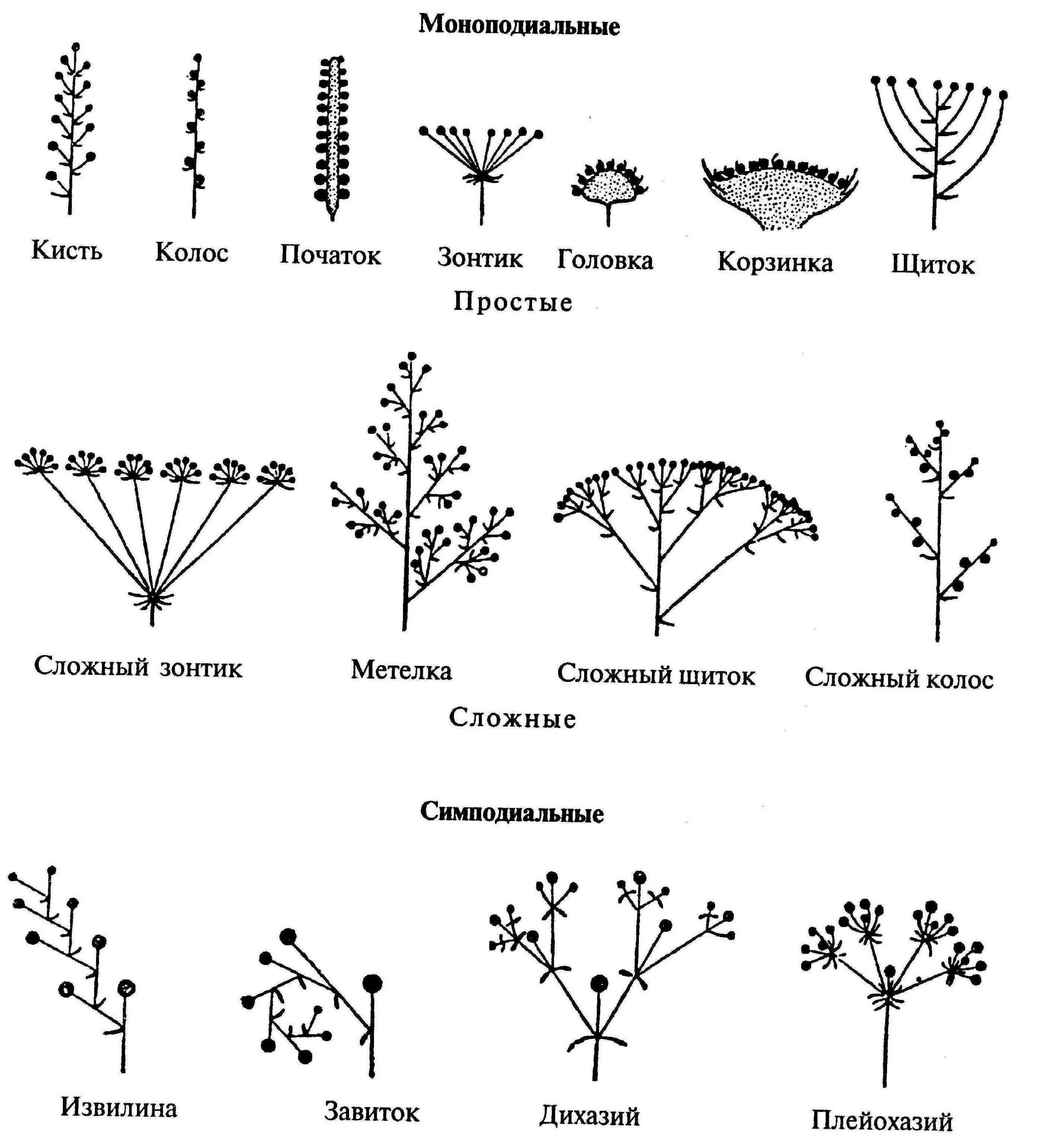 Какой тип соцветия. Схема соцветия цветов. Соцветия 6 класс биология. Схемы соцветий с названиями. Сложные моноподиальные соцветия.
