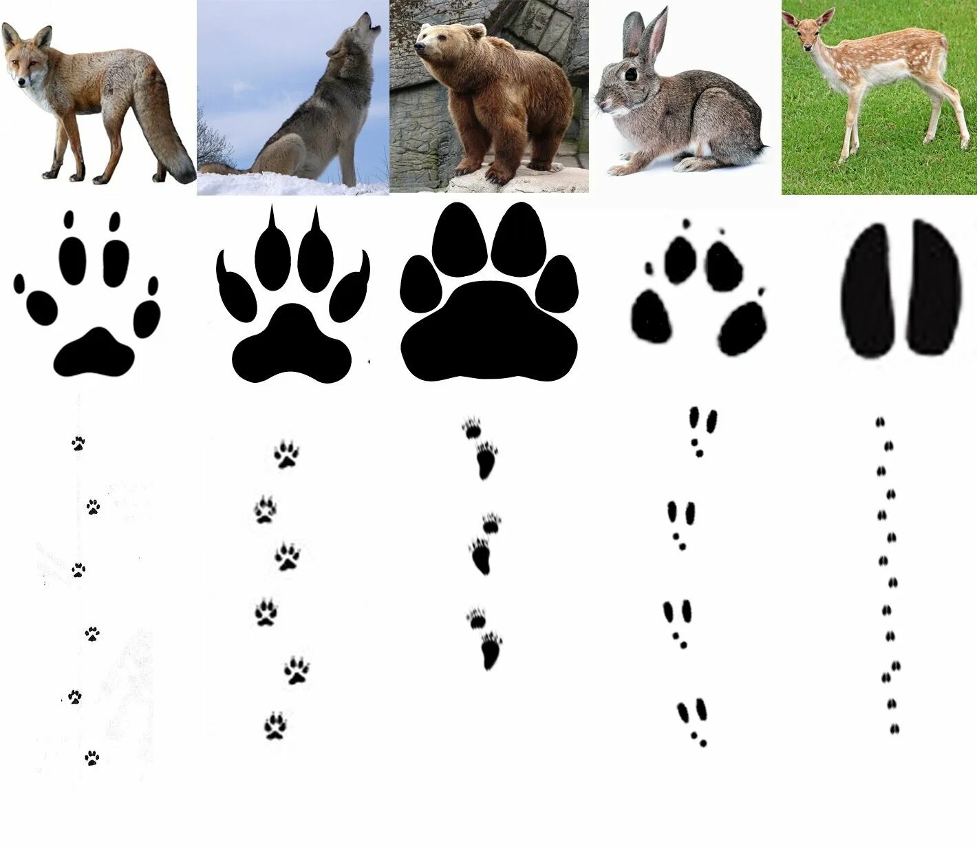 Зверя по следам слушать. Следы диких лесных животных. Следы копытных диких животных. Следы диких животных Подмосковья. След лисы и собаки.