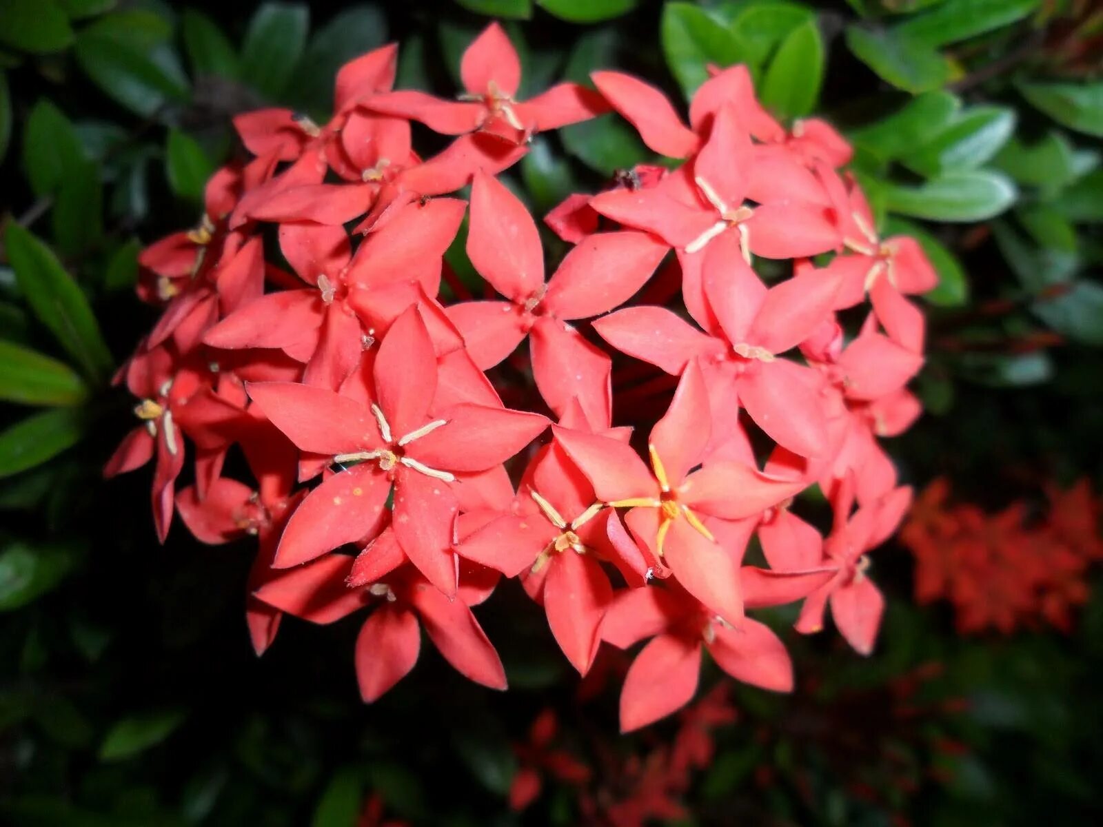 иксор 4. иксор 4. иксора цветок комнатный. иксора филиппинская звезда. иксора куст.