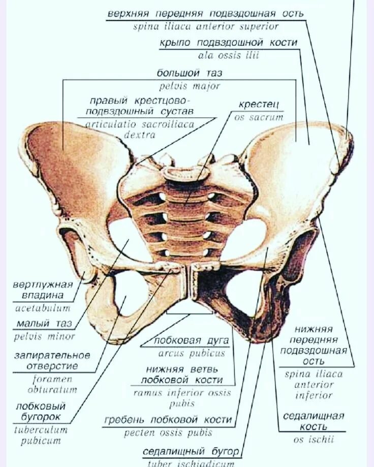 Правая лонная кость. Строение скелета таза человека. Строение таза вид спереди. Анатомическое строение костей таза.
