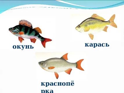 Окунь и карась