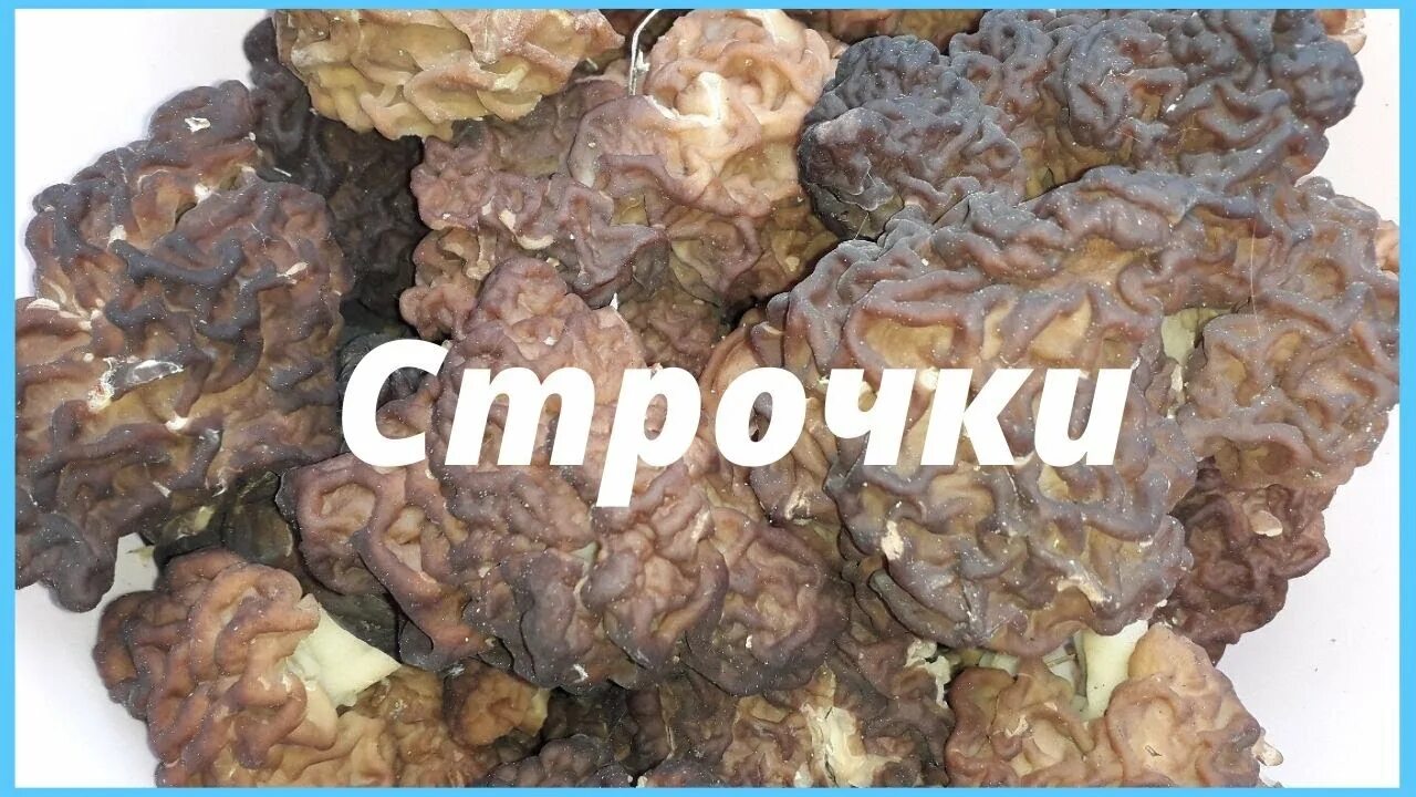 Строчки грибы. Весенние грибы сморчки и строчки. Строчки гигантские грибы. Сморчки и строчки когда собирать в Подмосковье. Где растут строчки