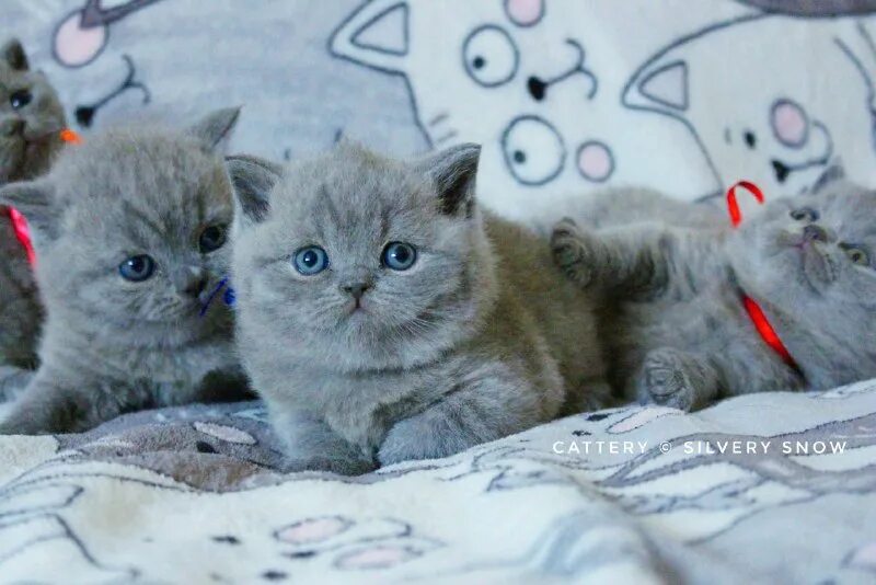 питомник silvery snow