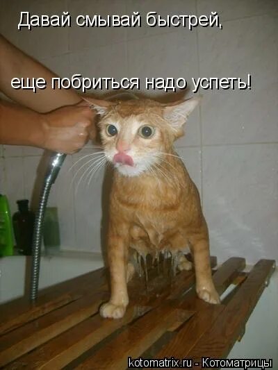 Давай отмоем. Да хозяин. давай смоемся.