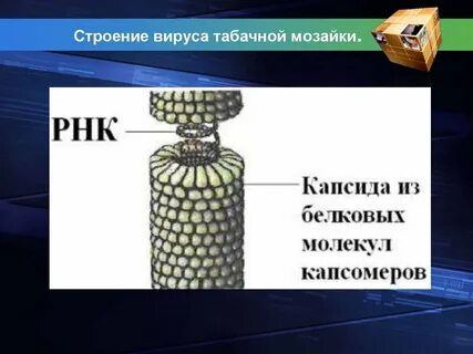 Какое строение имеет вирус табачной мозаики