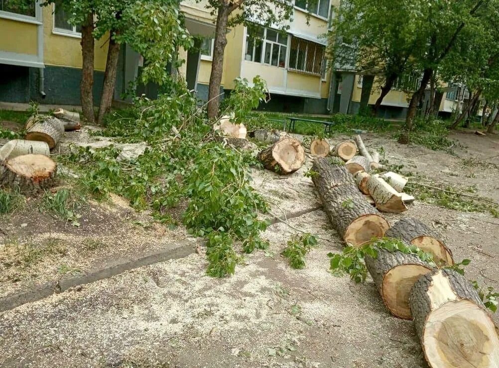 Спил деревьев на частной территории. Деревья для придомовой территории. опиловка деревьев на придомовой территории. вырубка деревьев на участке. дворовое дерево.