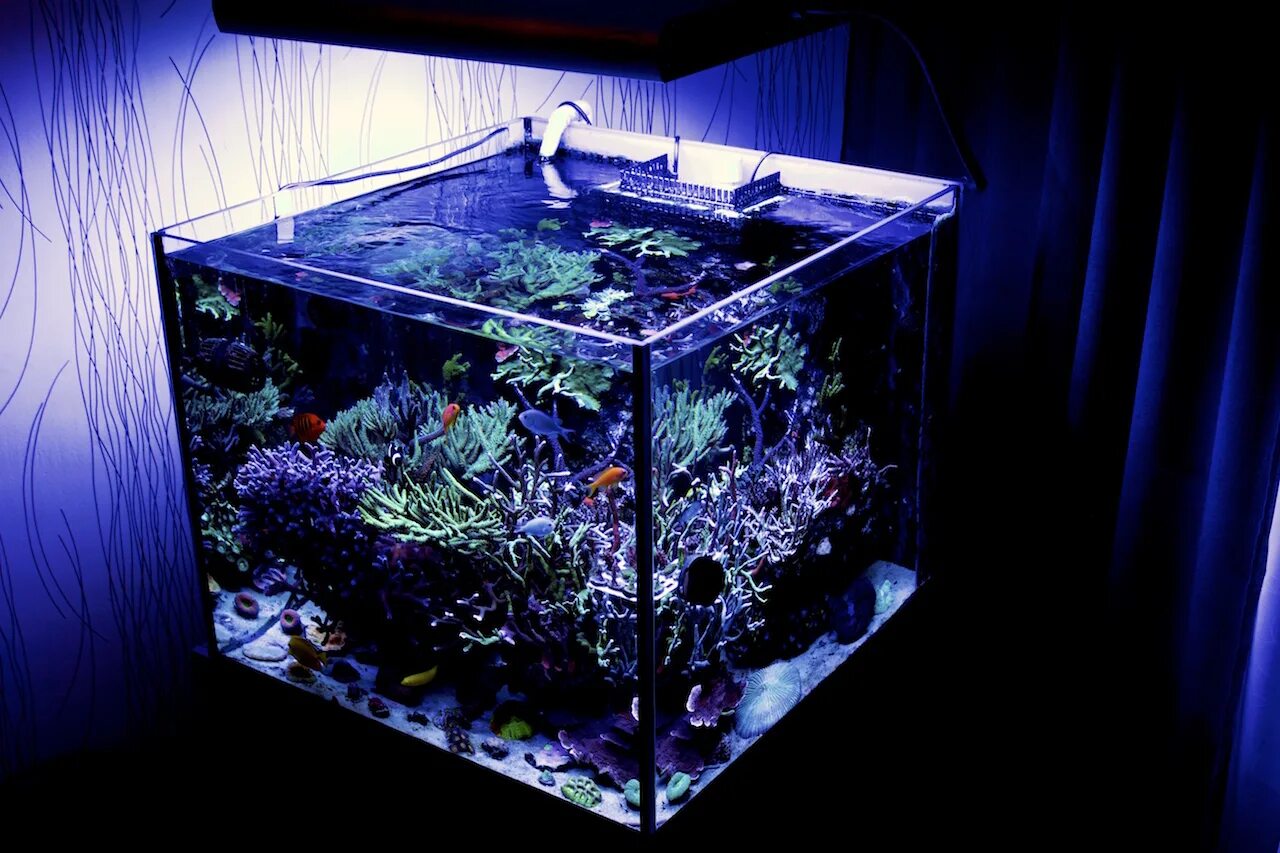 Снится аквариум с рыбками женщине. Морской аквариум 80 литров. Морской аквариум кубик. Аквариум кубик на 80л. ПК В аквариуме.