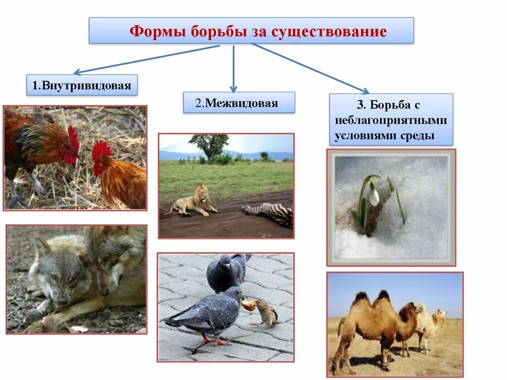 Борьба за существование конкурентная