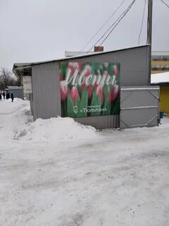 Тюльпаны гомель