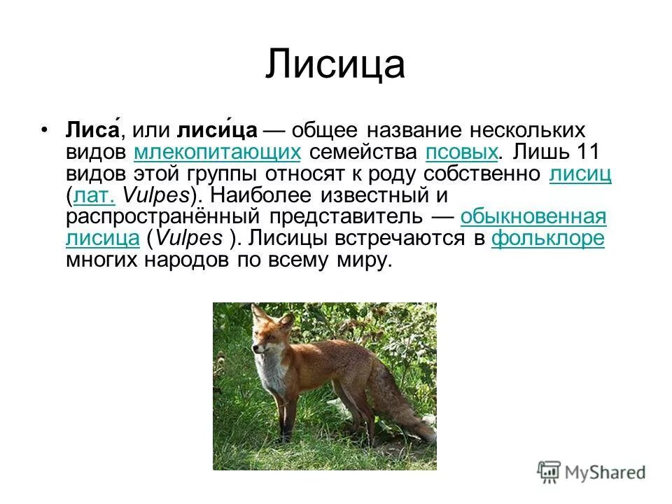 В какой природной зоне не встречается лисица