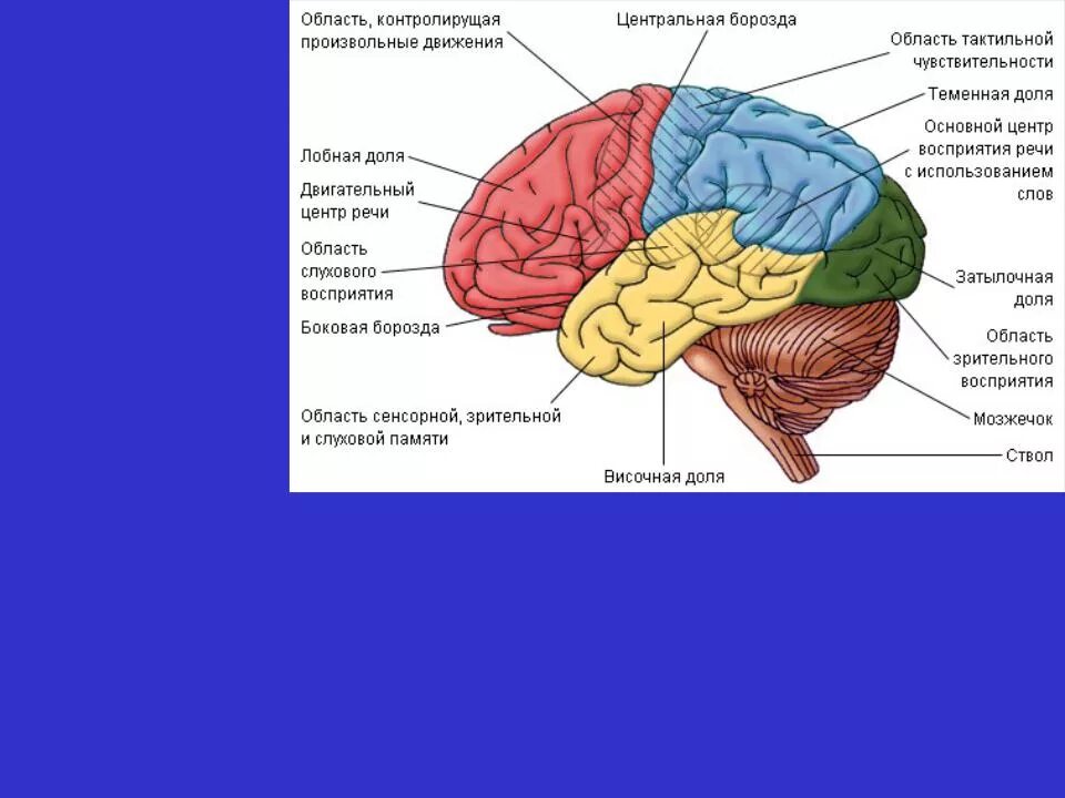 Какие функции выполняют доли мозга. Моторная зона теменной доли. Зоны коры.