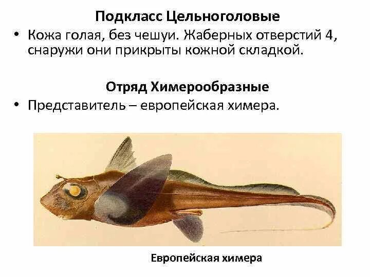 Химера кратко