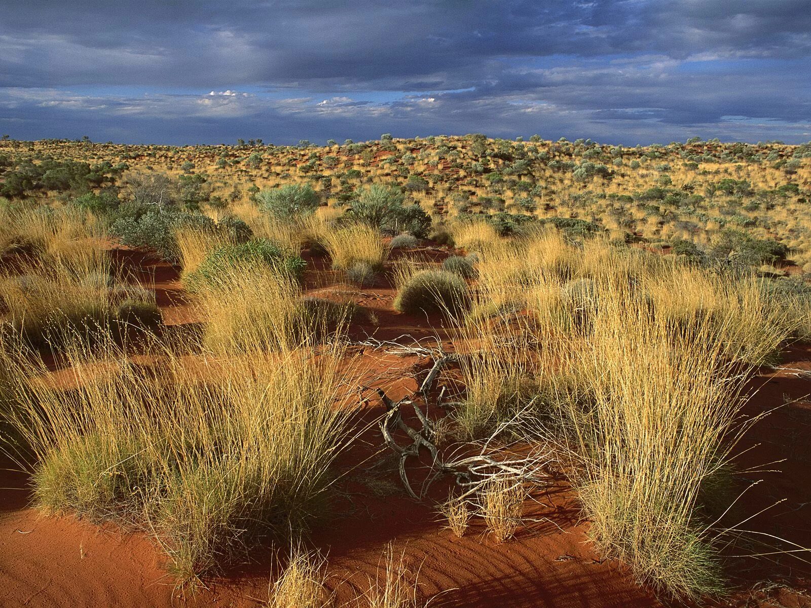 Спинифекс в Австралии. Пустыни и полупустыни Австралии. Спинифекс растение Австралии. Австралийский Буш (скрэб).