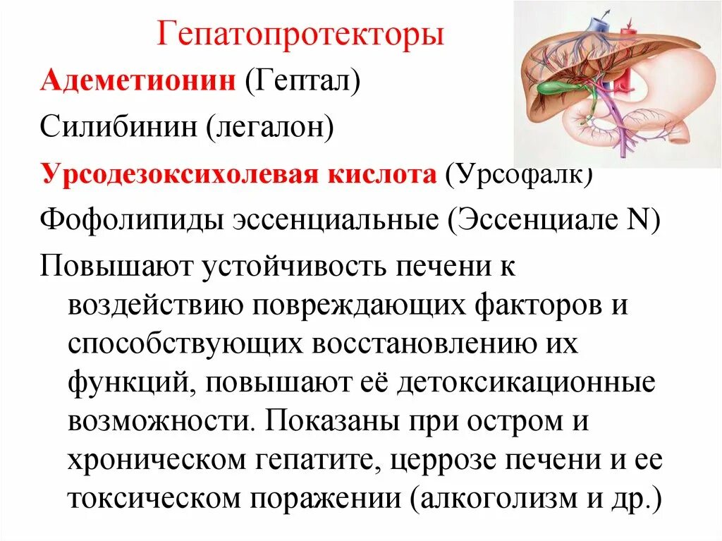 Гепатопротектор кислота